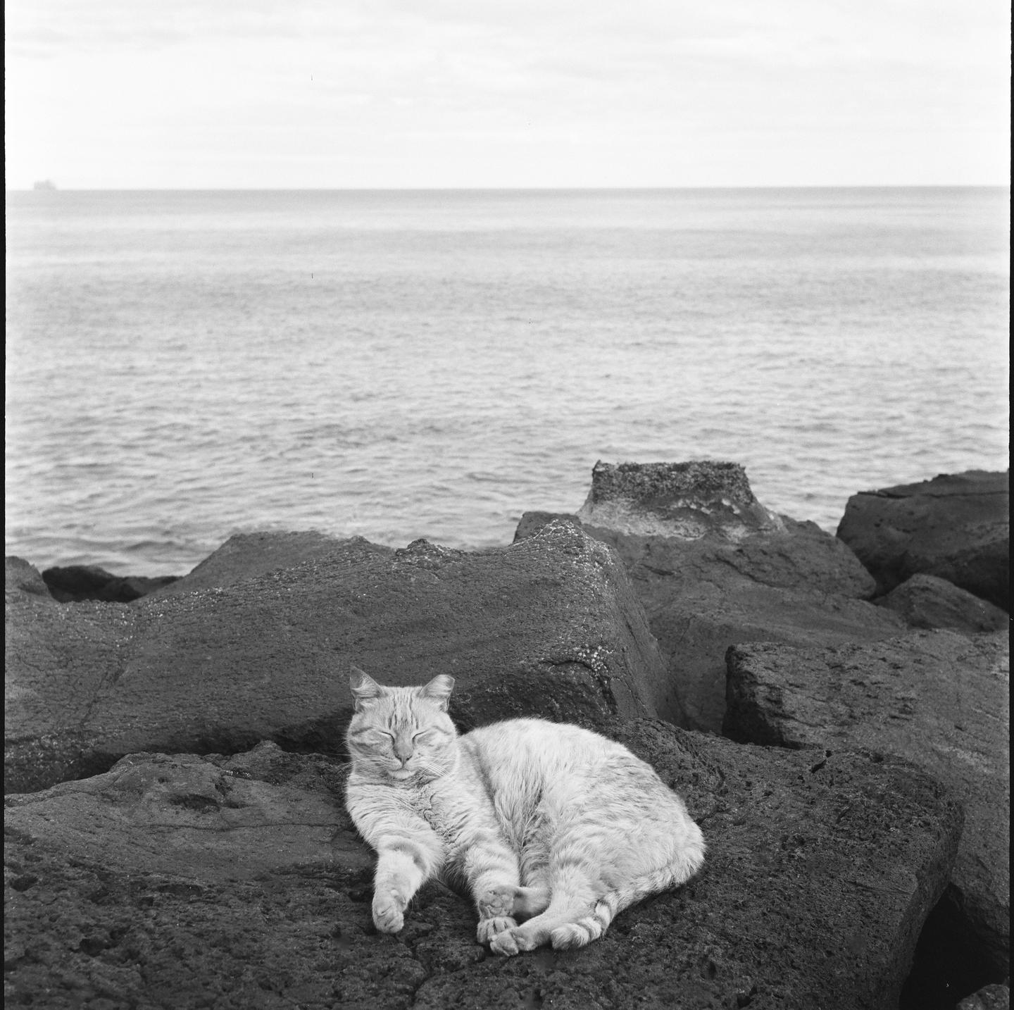 A cat sleeps on a rock by the ocean.