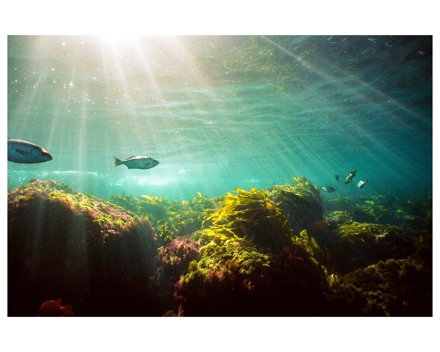 Sunlight streams through the water onto a vibrant underwater scene with fish swimming among colorful coral and seaweed.