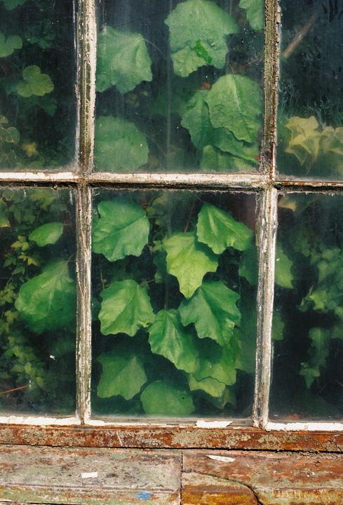 Large green leaves are visible through the grimy panes of an old greenhouse window.