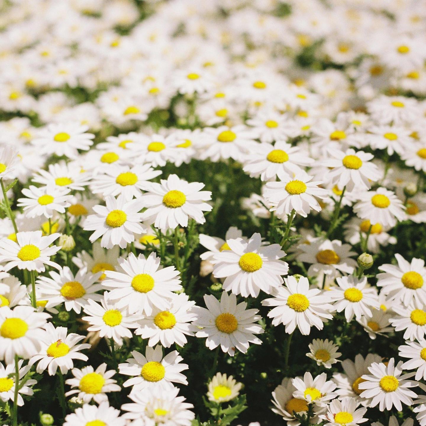 A field of white daisies with yellow centers is shown in bright sunlight.