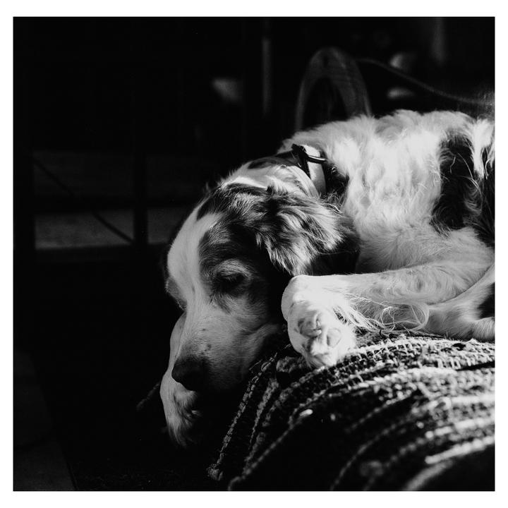 A dog with a spotted coat rests its head on a textured surface, with sunlight illuminating its fur.