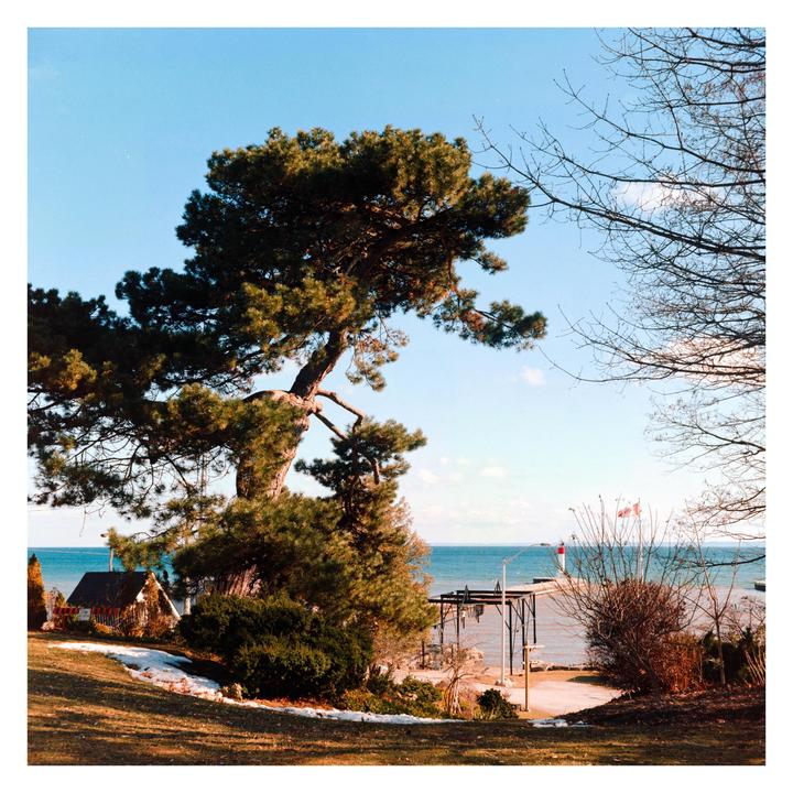 A large pine tree stands on a grassy hill overlooking a lake with a small lighthouse and a Canadian flag.