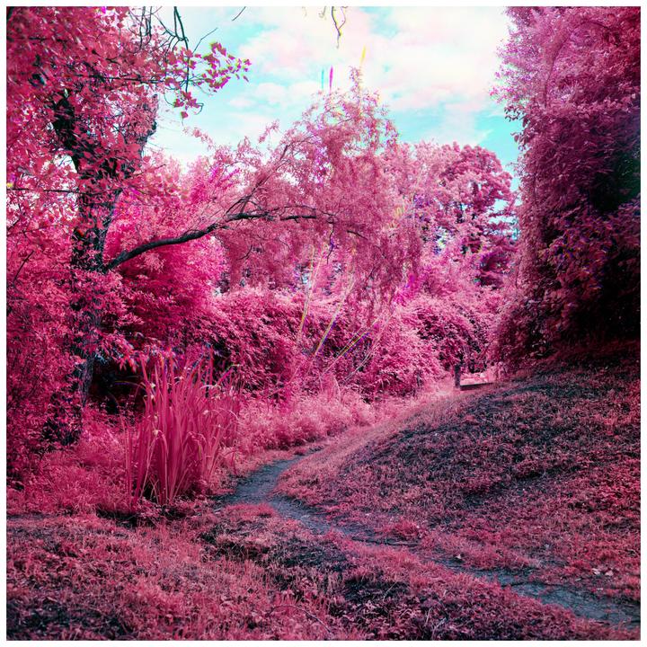 A winding path leads through a forest with bright pink foliage under a blue sky.