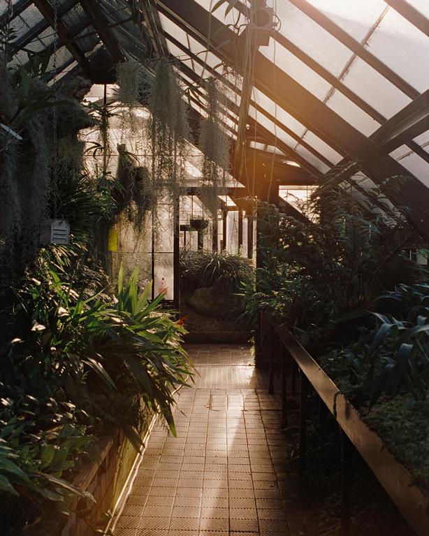 Sunlight streams through the glass roof of a greenhouse, illuminating a tiled walkway lined with lush plants.
