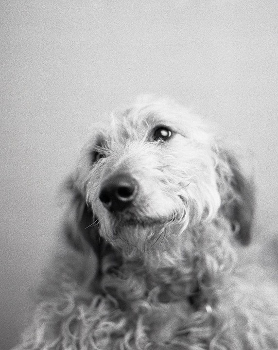 A fluffy dog with curly fur looks up and to the right.