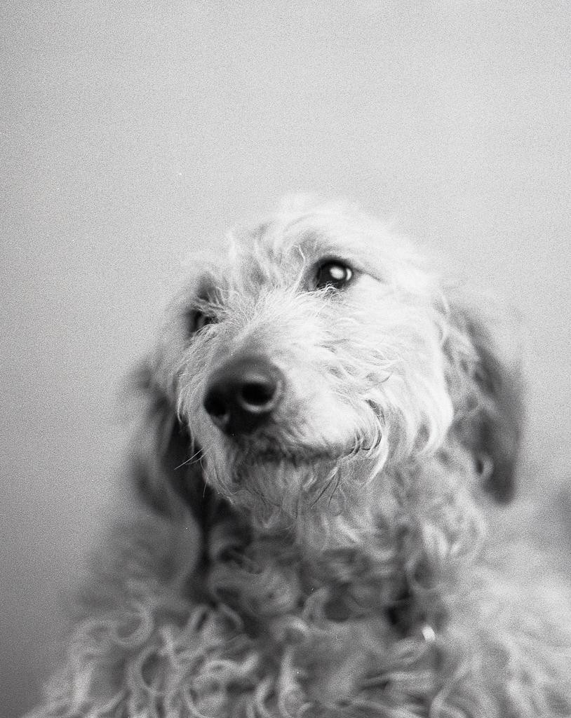 Peanut [ Pentax 67, 105mm, Bergger Pancro 400 pulled to 200 ], shot on BERGGER PANCRO 400