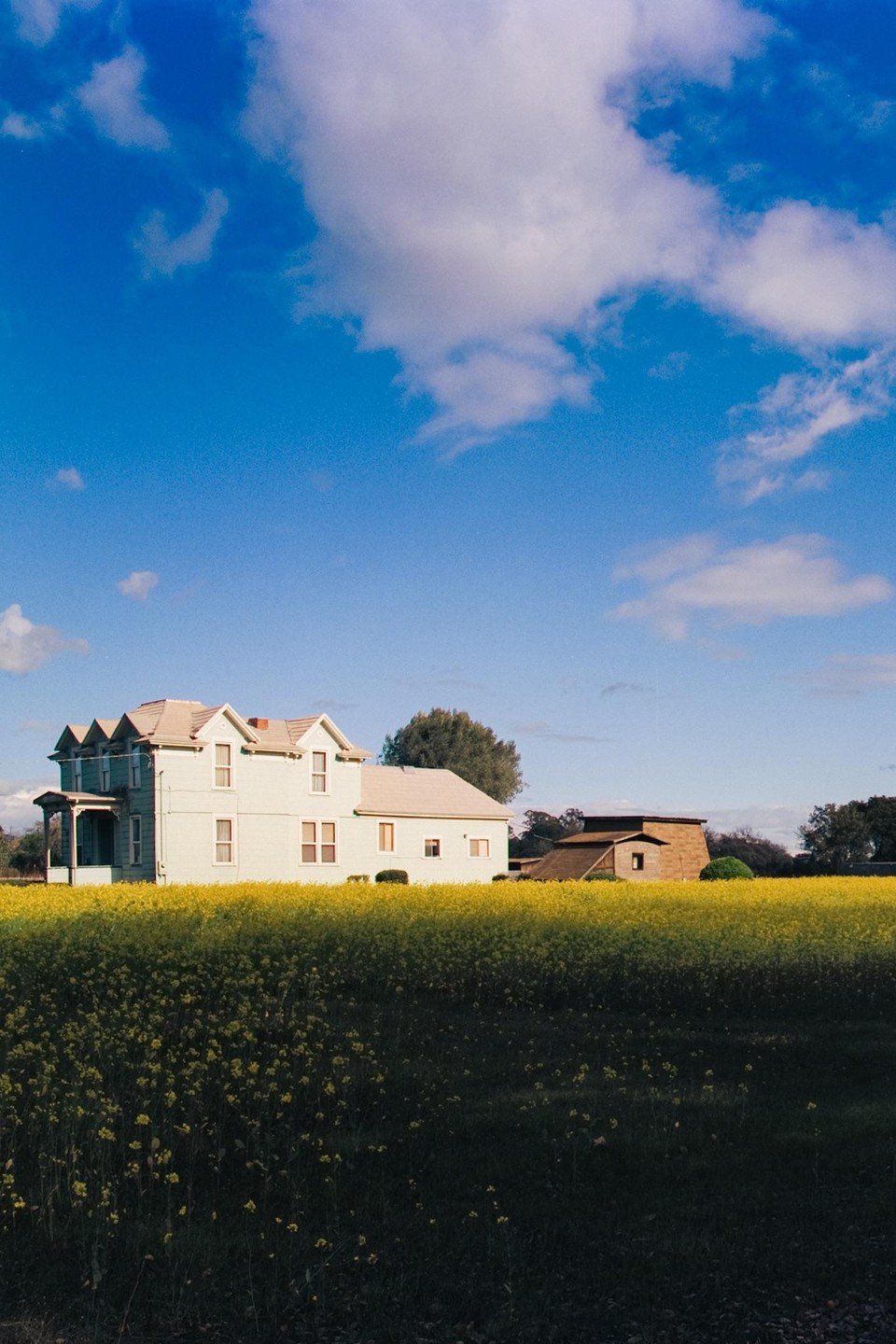 A light blue house with a porch stands in a field of yellow flowers under a blue sky with white clouds.