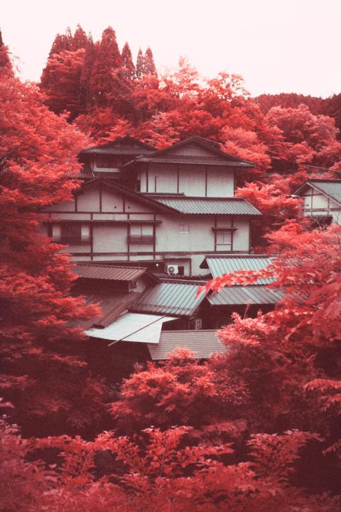 Traditional Japanese buildings with dark roofs are nestled among vibrant red foliage.
