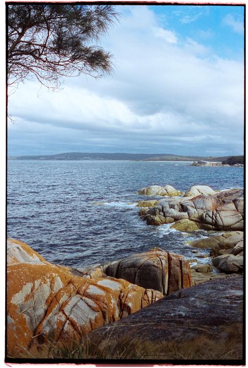 A tree branch hangs over a bay with orange-colored rocks and a distant shoreline under a cloudy sky.