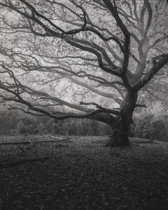 A large, gnarled tree with many branches stands in a forest covered in fallen leaves, shrouded in mist.
