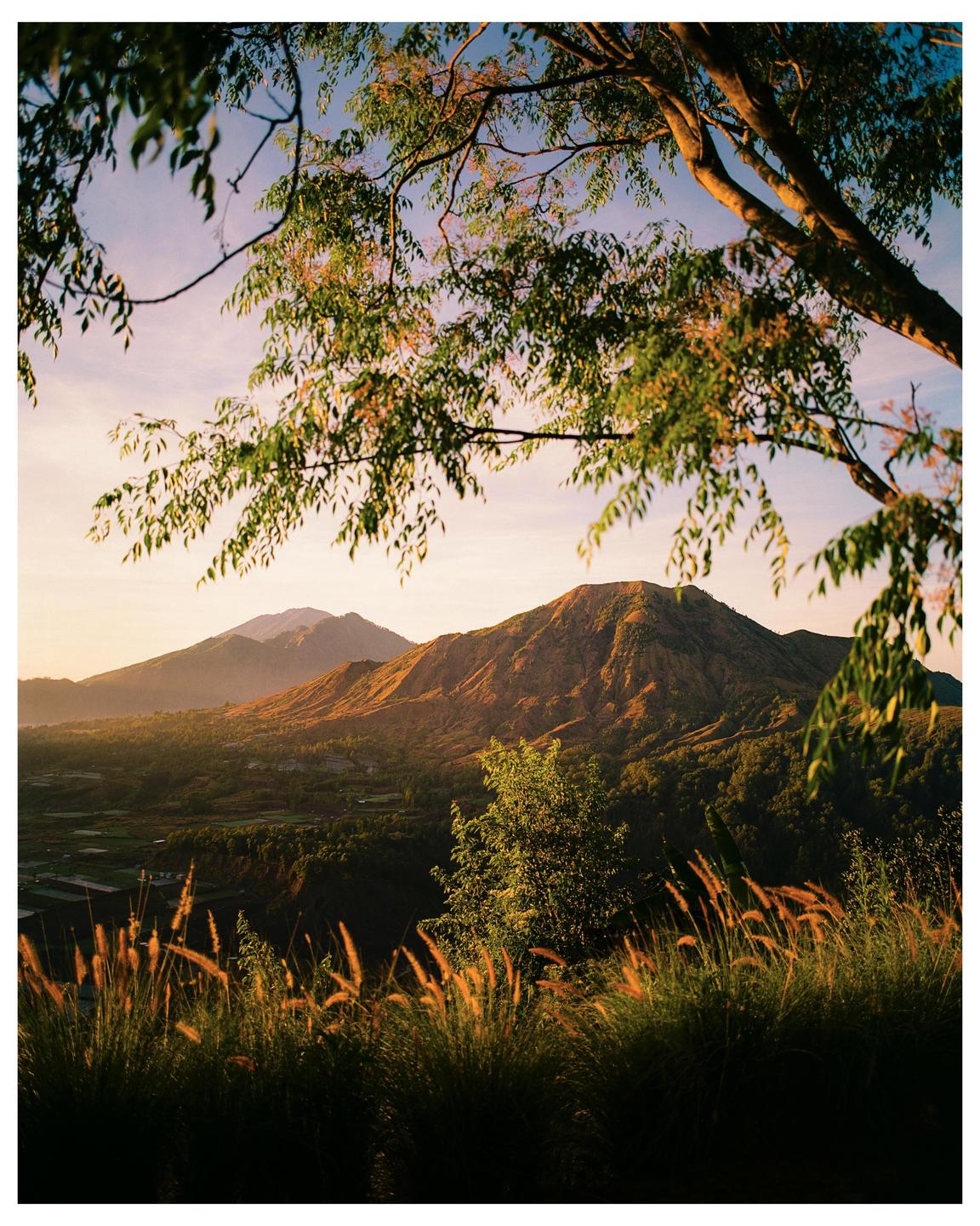 A tree branch hangs over a mountain landscape with tall grass in the foreground during golden hour.