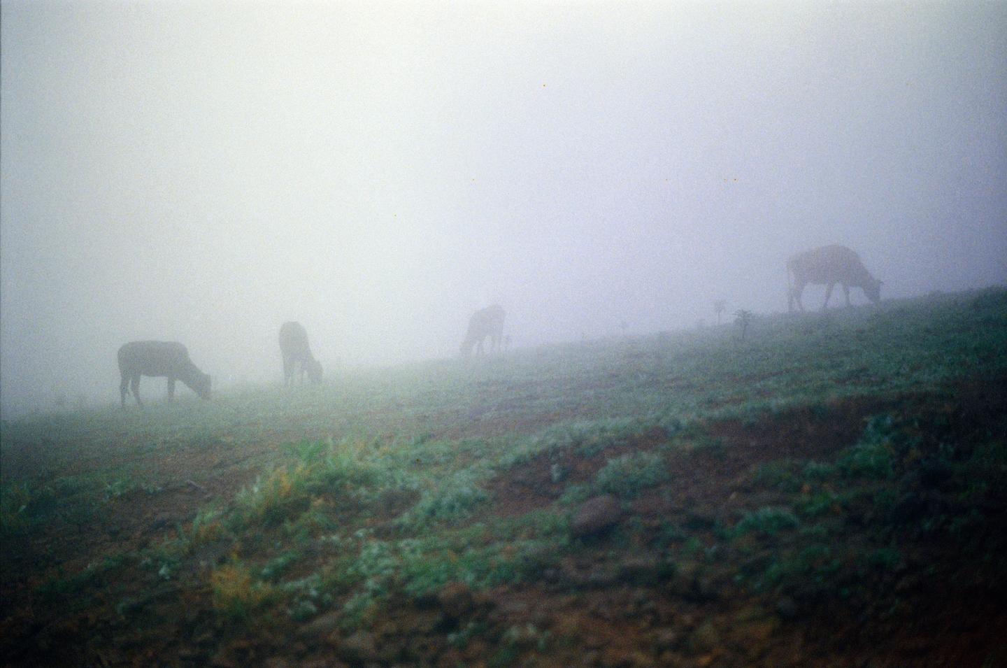 Several cows graze on a misty hillside in Coorg.