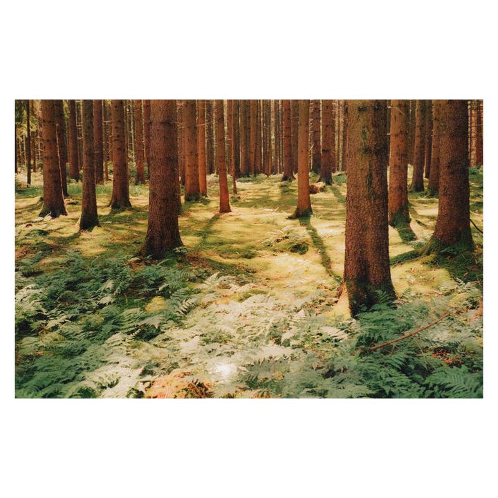 Sunlight streams through a dense forest, illuminating ferns and moss on the ground.