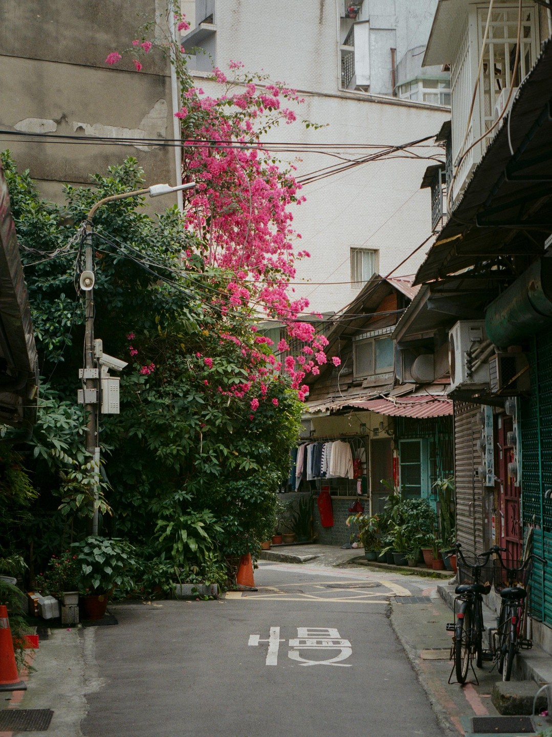 A narrow street is lined with buildings, lush green foliage, and vibrant pink flowers, with laundry hanging to dry and bicycles parked along the side.
