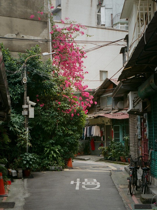 A narrow street is lined with buildings, lush green foliage, and vibrant pink flowers, with laundry hanging to dry and bicycles parked along the side.