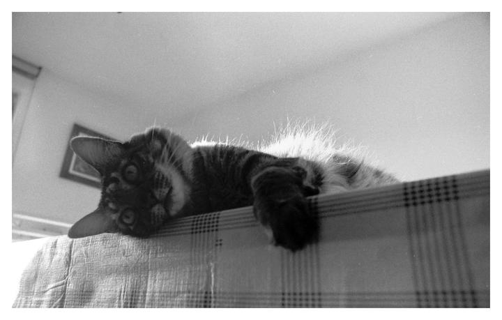 A cat is lying on a checkered surface, looking towards the viewer.