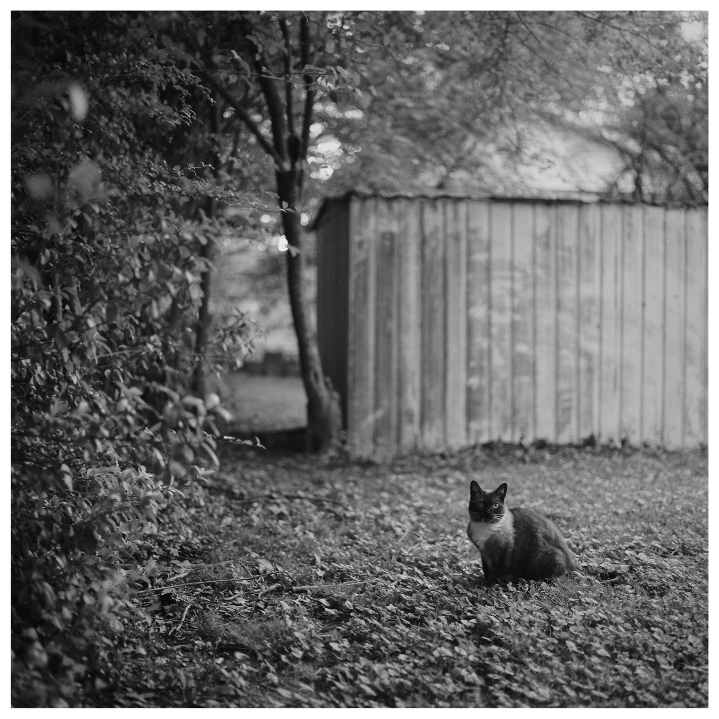 A cat sits on a leaf-covered ground in front of a shed and trees.
