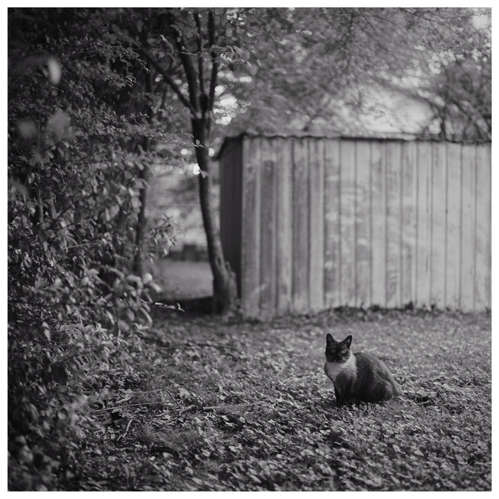 A cat sits on a leaf-covered ground in front of a shed and trees.