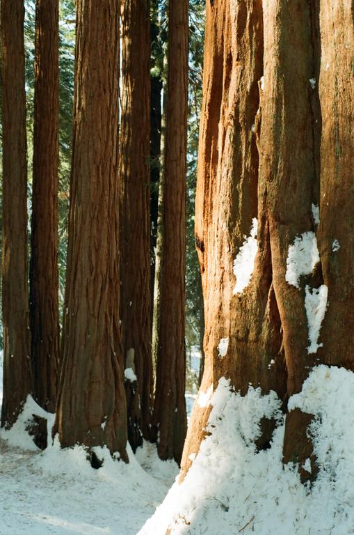 Snow covers the ground and the bases of several large sequoia trees in a forest.