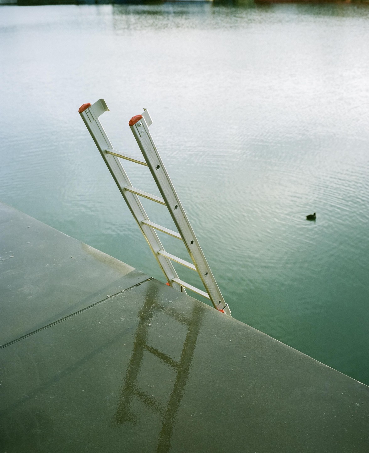 A metal ladder extends from a dark green dock into the water, where a duck swims.