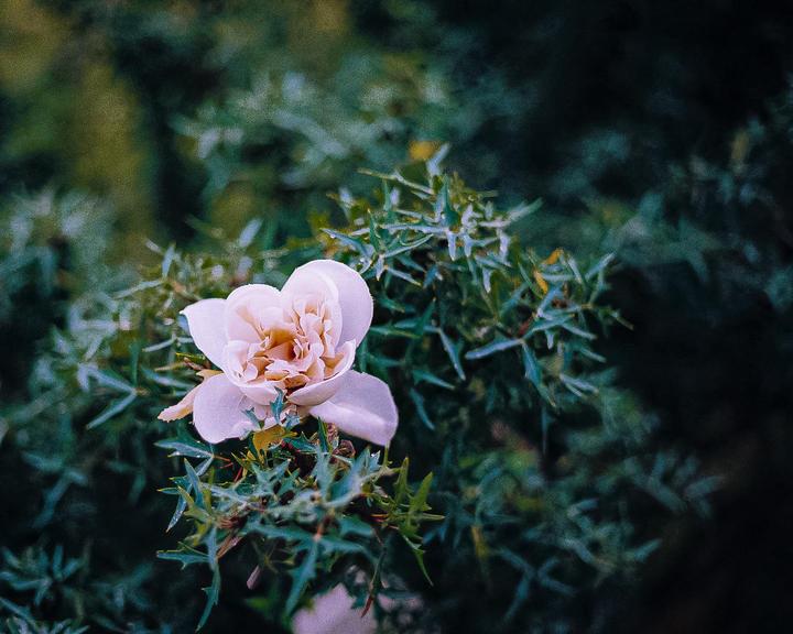 A single light pink flower with a yellow center is surrounded by dark green foliage.