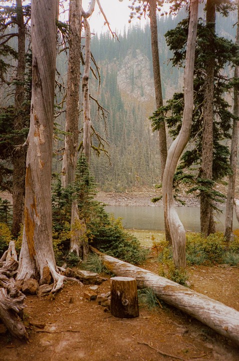 A forest with tall, thin trees and a lake in the background is visible.