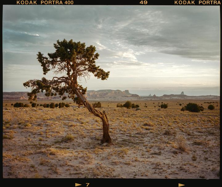 A gnarled tree stands in a desert landscape under a cloudy sky with distant mesas.