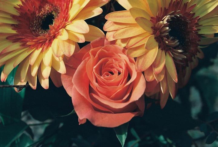 A close-up shot shows a pink rose surrounded by two yellow gerbera daisies.
