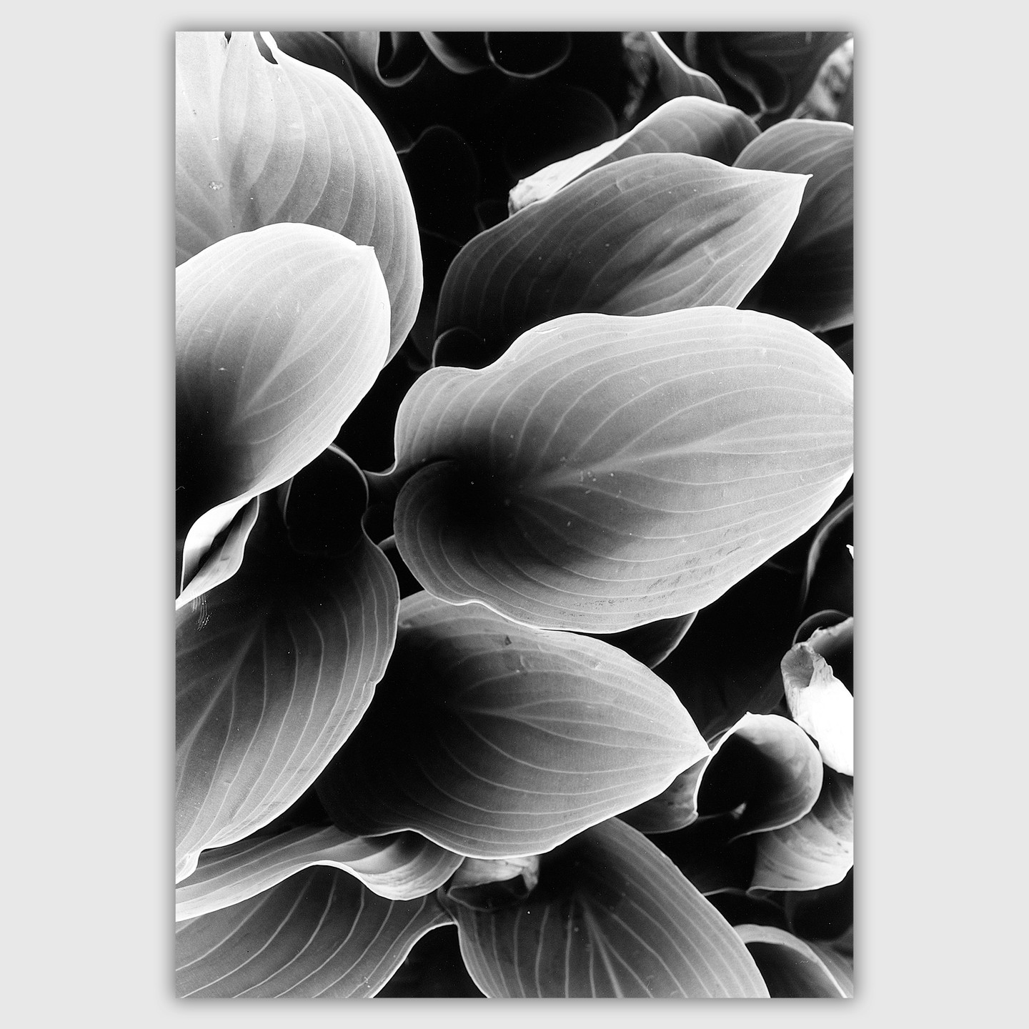 A close-up shot shows several hosta leaves with prominent veins.