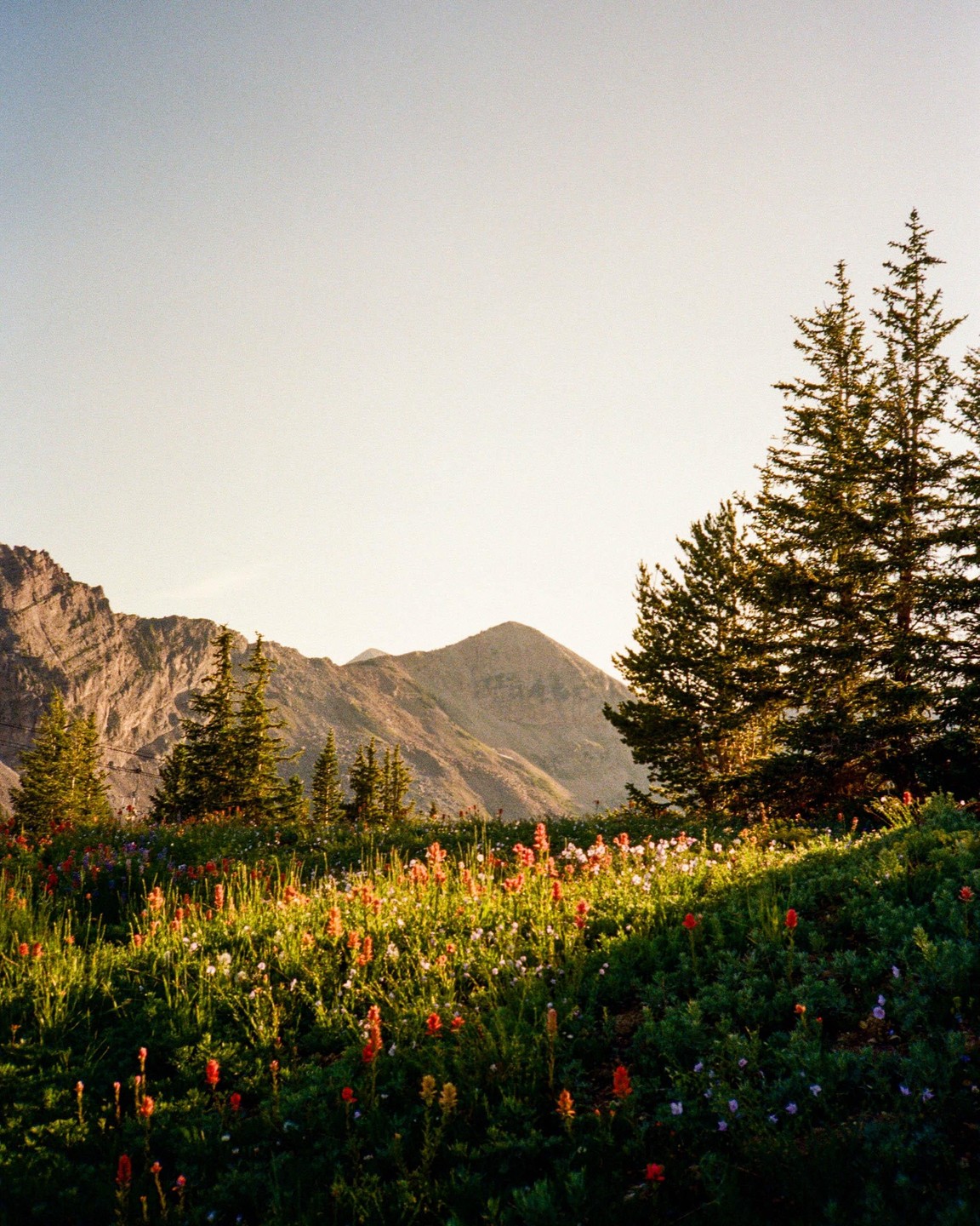A field of wildflowers is in bloom with mountains and evergreen trees in the background.