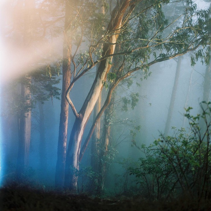 Trees stand in a hazy forest with light shining through the fog.