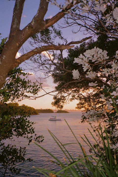 A sailboat is visible on the water through a frame of tree branches and foliage at sunset.
