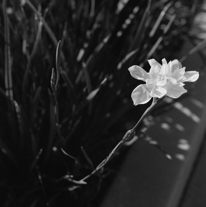 A single white flower with a bud on its stem stands out against a dark, out-of-focus background of foliage.