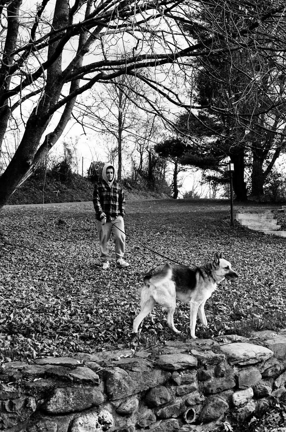 A man in a plaid shirt and hooded sweatshirt walks a german shepherd on a leash through a park with fallen leaves and bare trees.