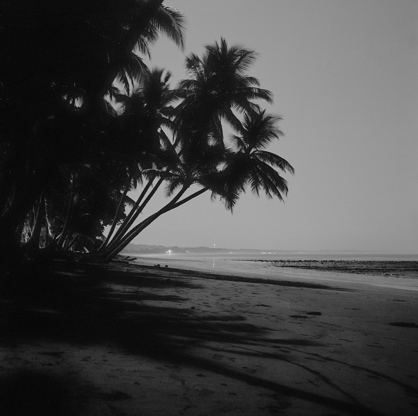 Palm trees cast shadows on a beach at night with lights visible in the distance across the water.