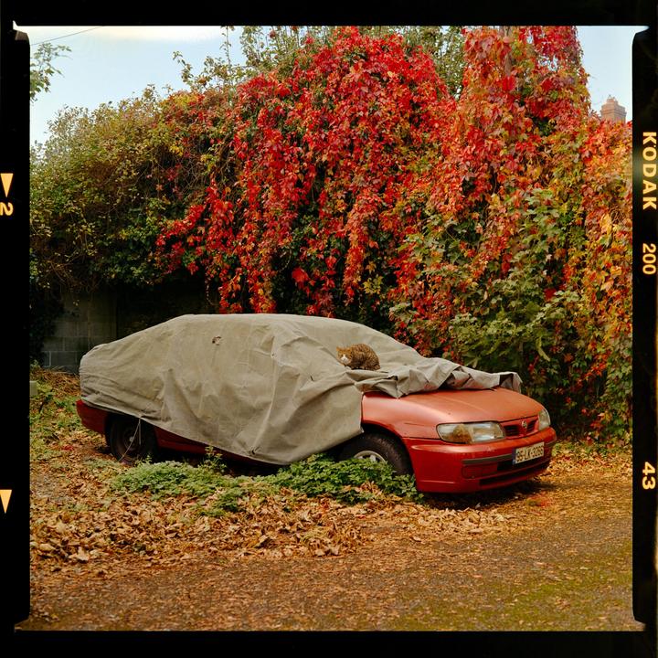 A cat sits on a car covered with a tarp, surrounded by autumn foliage.