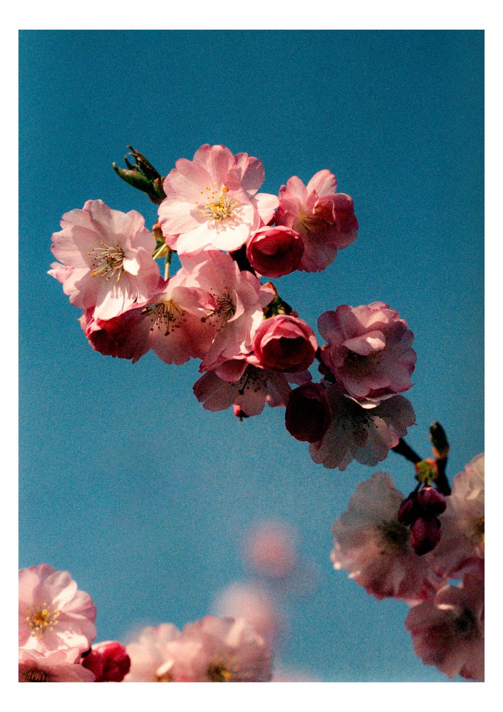 A branch of pink cherry blossoms is set against a clear blue sky.