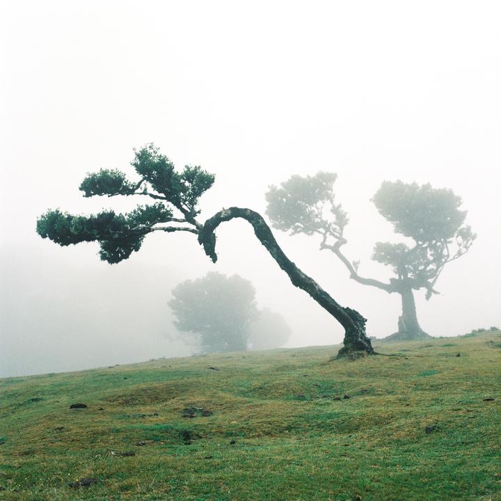 A bent tree with dark foliage stands on a grassy hill, with other trees visible in the hazy background.