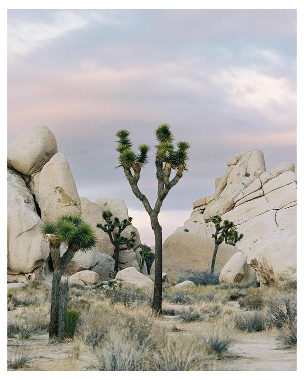 Joshua trees grow among large boulders and dry brush under a cloudy sky.