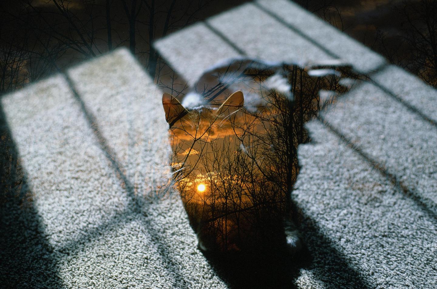 A double exposure shows a cat on a carpet with shadows from a window, superimposed with a sunset and bare trees.
