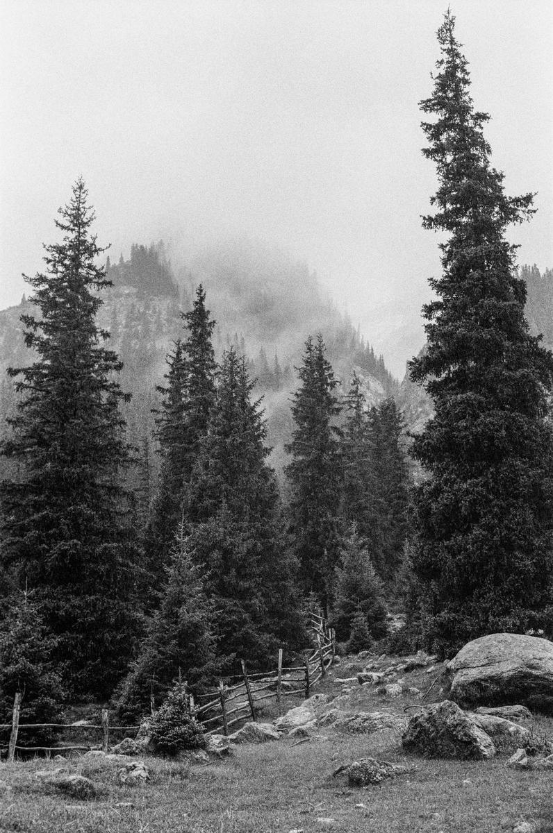A wooden fence winds through a forest of tall pine trees on a foggy mountain.