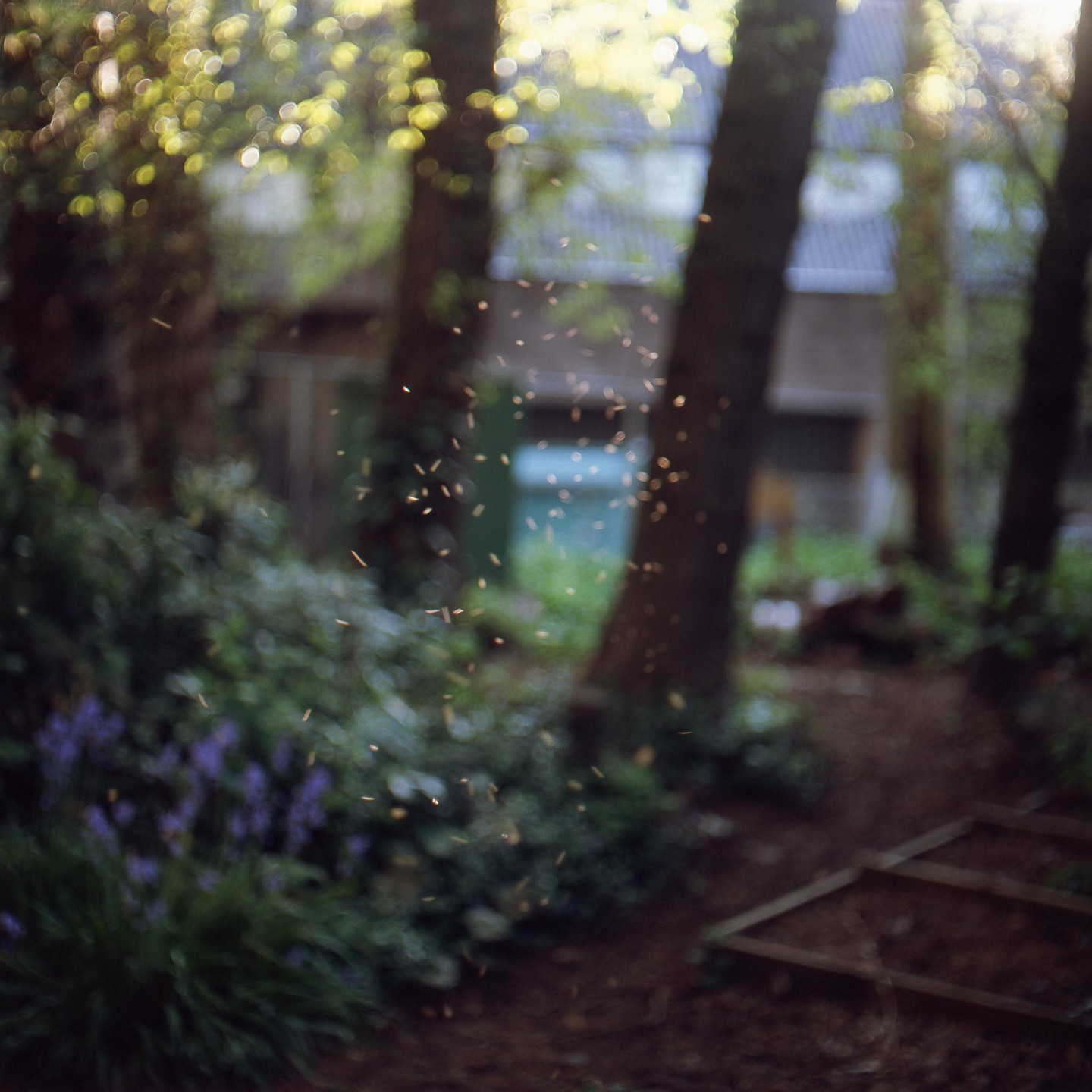 Small insects fly through a sunlit forest with trees and foliage.