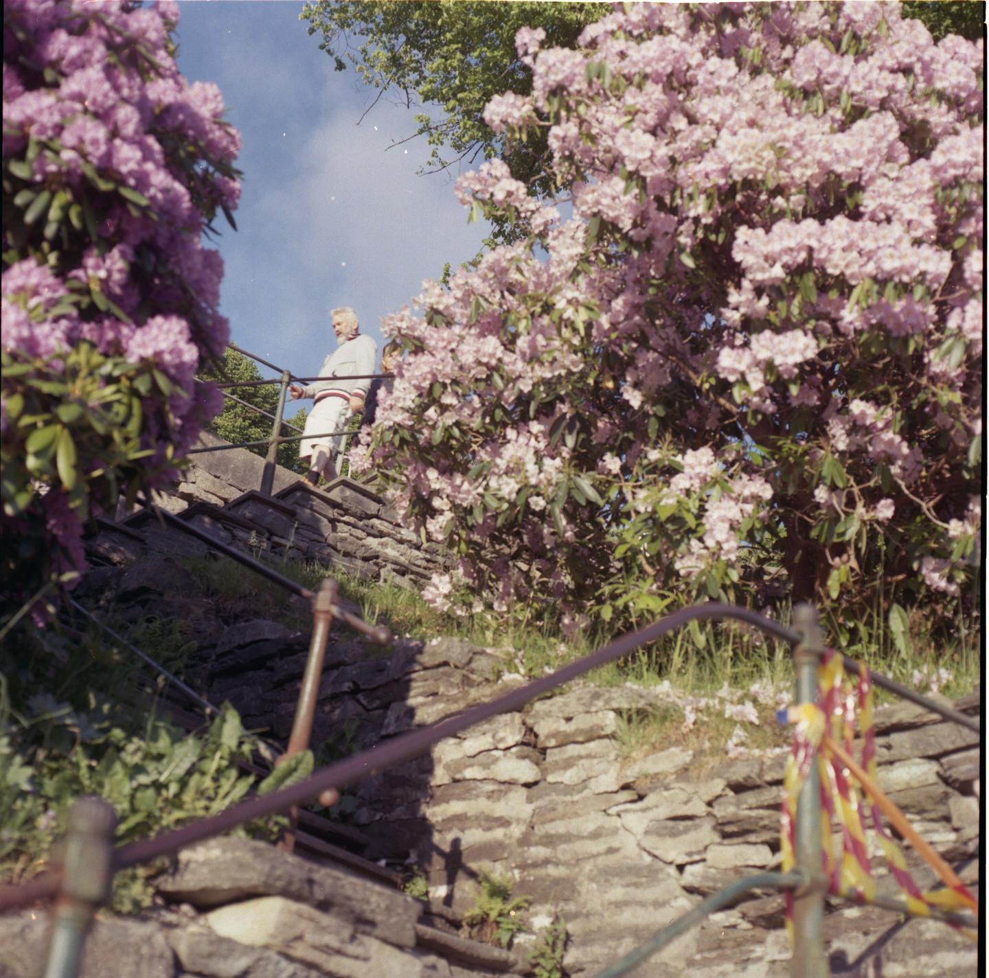 A man stands on stone steps surrounded by blooming rhododendron bushes.