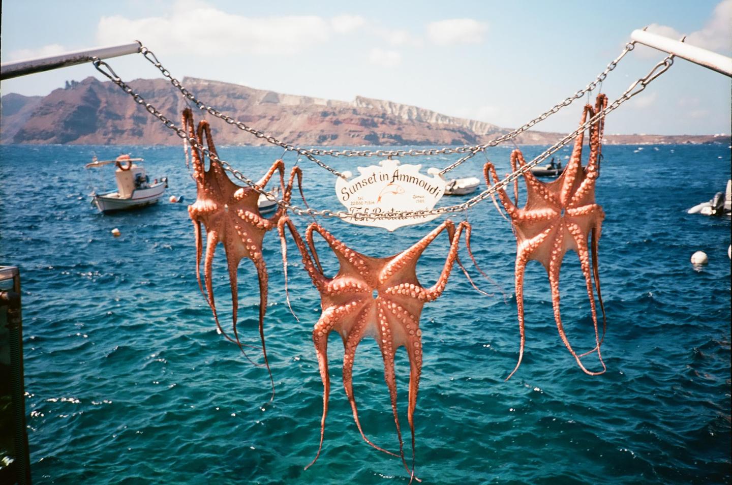 Three octopuses hang from chains over blue water with boats and mountains in the background.