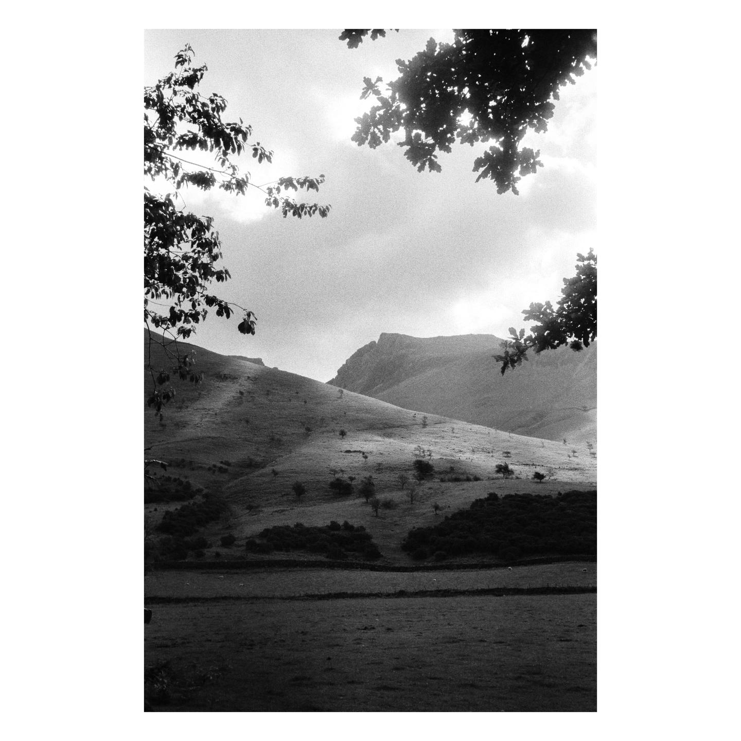 Sunlight illuminates a grassy hillside with trees and a mountain in the background, framed by dark foliage.