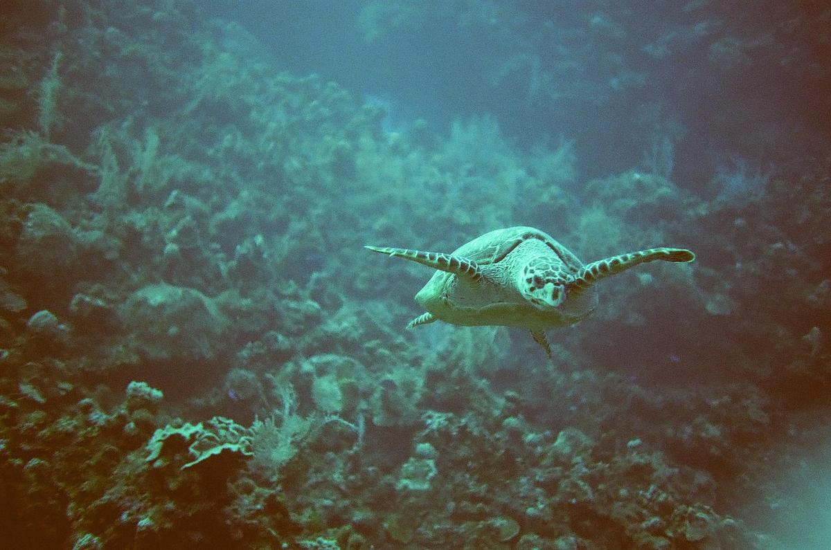A sea turtle swims in the ocean with coral in the background.