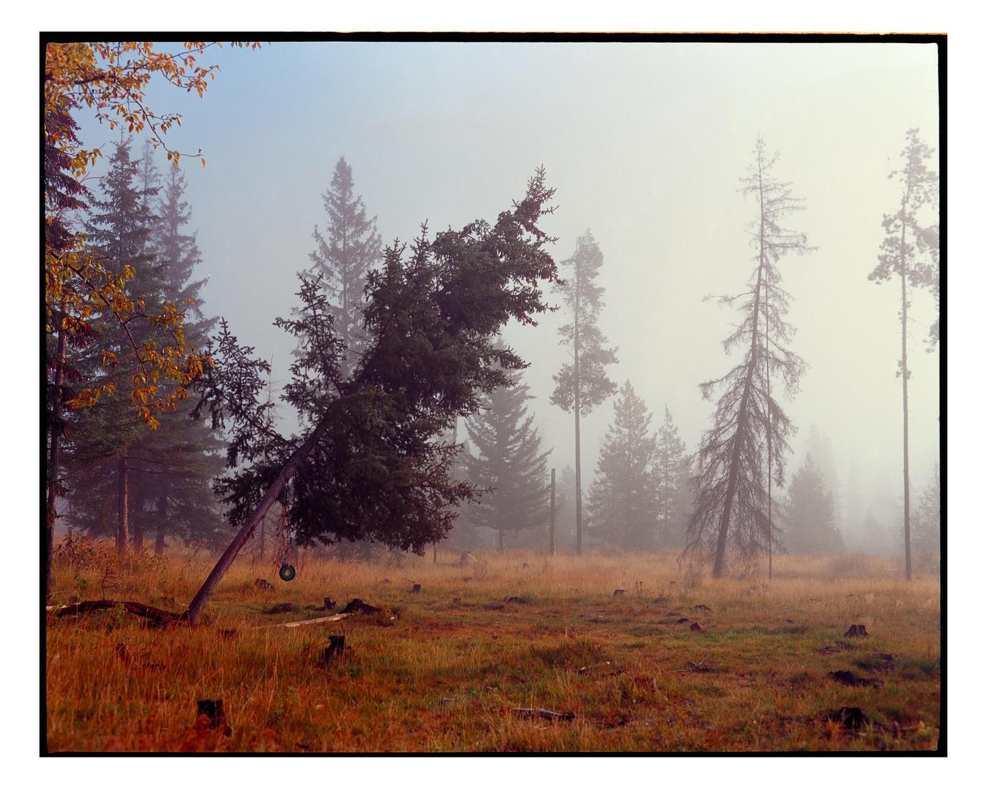 A crooked tree with a tire swing hangs over a field with other trees in the fog.