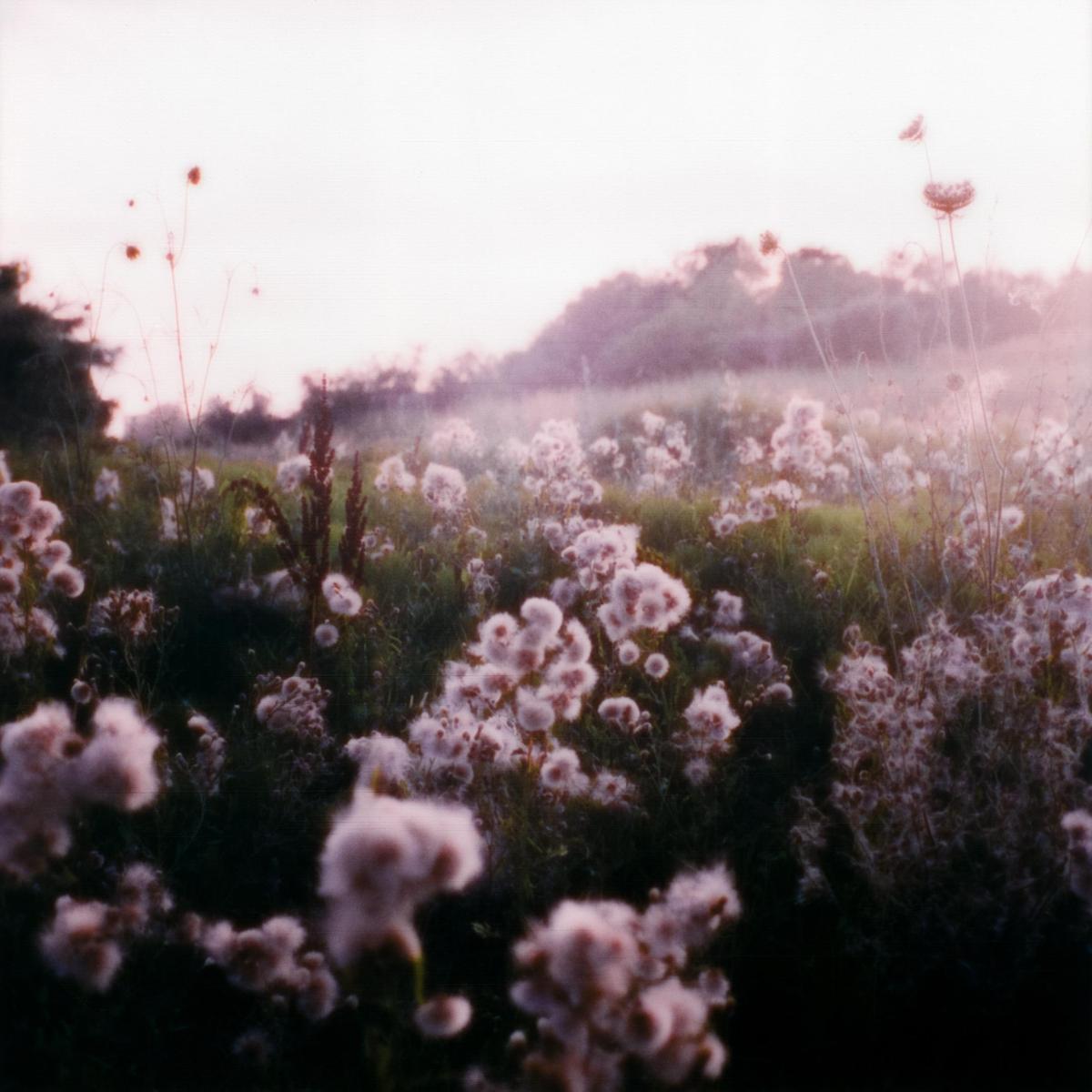 A field of fluffy white plants with a hazy background of trees and a light sky.
