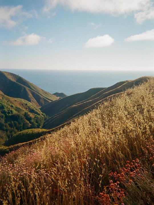 A hillside covered in dry grass and small red flowers overlooks the ocean under a blue sky with scattered clouds.