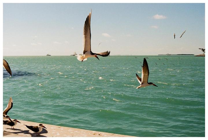Several birds are flying and standing near a body of water with boats in the distance.